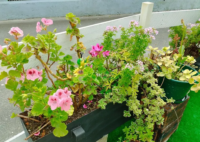 Casa Elvi Будинок відпочинку Хіхон